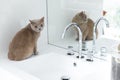 British shorthair cats at house Royalty Free Stock Photo