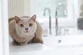 British shorthair cats at house Royalty Free Stock Photo