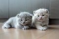 British shorthair cats, lilac and blue color, Pure breed and beautiful baby kittens, two cats sitting on a wooden floor Royalty Free Stock Photo
