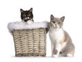 British Shorthair cats on white background Royalty Free Stock Photo