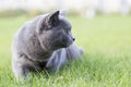 British shorthair