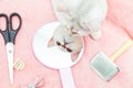 British shorthair chinchilla cat admires her reflection in the mirror Royalty Free Stock Photo