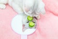 British shorthair chinchilla cat admires her reflection in the mirror Royalty Free Stock Photo