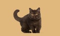 British Shorthair chocolate kitten standing on orange background Royalty Free Stock Photo