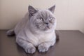 British shorthair colorpoint cat Ludwig