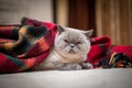 British shorthair colorpoint cat Ludwig