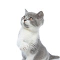 British shorthair cub cat hitting something with her paw Royalty Free Stock Photo