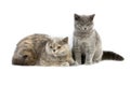 British Shorthair Domestic Cat, blue Cream Female and blue Kitten standing against White Background Royalty Free Stock Photo