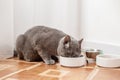 British Shorthair Eating from a Ceramic Bowl. Pet concept