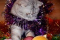 British Shorthair Fold kitten playing with Christmas balls and tinsel. preparation and decoration of the house for the new year. Royalty Free Stock Photo