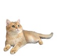 British Shorthair golden cat on white background quietly sits and looks up with interest