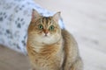 British Shorthair Golden Chinchilla NY25 ticked tabby