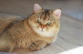 British Shorthair Golden Chinchilla NY25 ticked tabby