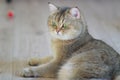 British Shorthair Golden Chinchilla NY25 ticked tabby