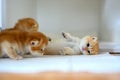 British Shorthair Golden kitten sitting on a white cloth on a wooden floor in the room, Three baby kittens learning to walk and Royalty Free Stock Photo