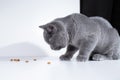 British shorthair gray cat eating dry food on black and white background Royalty Free Stock Photo