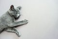 Cat lying on grey background, Royalty Free Stock Photo
