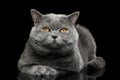 British shorthair grey cat with big wide face on Black background Royalty Free Stock Photo