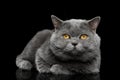 British shorthair grey cat with big wide face on Black background