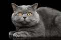 British shorthair grey cat with big wide face on Black background Royalty Free Stock Photo