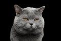 British shorthair grey cat with big wide face on Black background Royalty Free Stock Photo