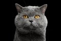 British shorthair grey cat with big wide face on Black background Royalty Free Stock Photo