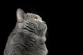 British shorthair grey cat with big wide face on Black background Royalty Free Stock Photo
