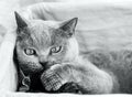 British shorthair grey cat. Black and white photo. British shorthair grey cat. Royalty Free Stock Photo