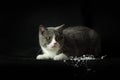 British shorthair grey and white cat with big wide open orange eyes. Beautiful female cat on black background Royalty Free Stock Photo