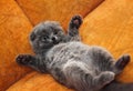 British Shorthair kitten Royalty Free Stock Photo