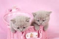 British shorthair kitten