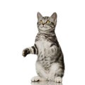 British Shorthair kitten Royalty Free Stock Photo