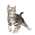 British Shorthair kitten Royalty Free Stock Photo