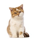 British Shorthair kitten, 3.5 months old, sitting and looking at the camera Royalty Free Stock Photo