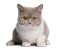 British shorthair kitten (3 months old) Royalty Free Stock Photo