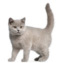 British Shorthair kitten, 3 months old Royalty Free Stock Photo