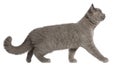 British Shorthair kitten, 3 months old, walking Royalty Free Stock Photo