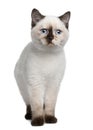 British Shorthair kitten (4 months old) Royalty Free Stock Photo