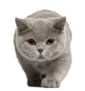 British Shorthair kitten, 4 months old Royalty Free Stock Photo