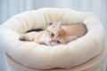 british shorthair kitten, BKH Kitten Royalty Free Stock Photo