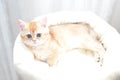 british shorthair kitten, BKH Kitten Royalty Free Stock Photo