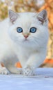 British shorthair kitten with blue eyes