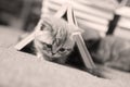 British Shorthair kitten in a book Royalty Free Stock Photo