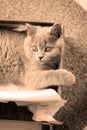 British Shorthair kitten in a box Royalty Free Stock Photo