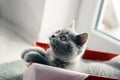 British Shorthair kitten in a box Royalty Free Stock Photo