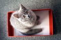 British Shorthair kitten in a box Royalty Free Stock Photo