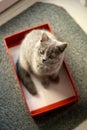 British Shorthair kitten in a box Royalty Free Stock Photo