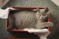 British Shorthair kitten in a box Royalty Free Stock Photo