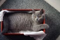 British Shorthair kitten in a box Royalty Free Stock Photo