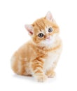 British Shorthair kitten cat isolated Royalty Free Stock Photo